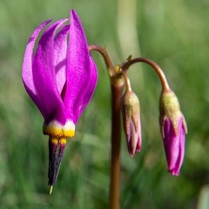 Meet your Posher, Roselyn